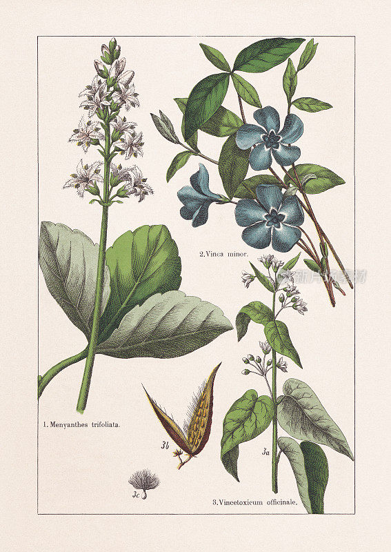 Magnoliids, Asterids, chromolithography，出版于1895年